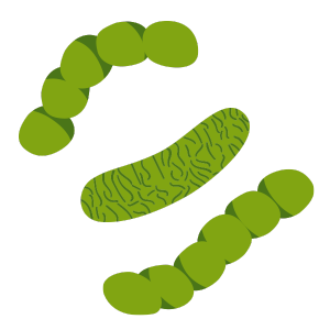 Bacterias Entomopatógenas